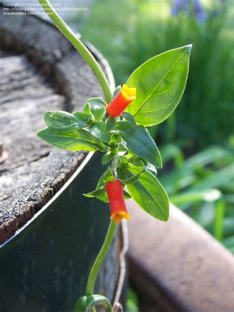 This is a simple and easy vine to grow. PlantFiles Pictures: Cigar Flower, Firecracker Vine, Candy ...