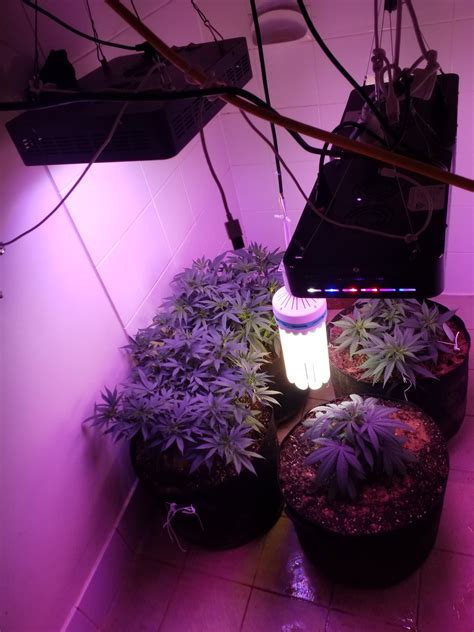 Because of this, cfls are often categorized by lumens. 4 plants. 10 gallon pots. Led/cfl. 850w real watts.Soil ...
