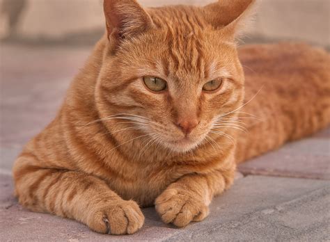 The arabian mau will be permitted to participate in international cat shows from january. Photo 1172-15: Brown arabian mau cat in Dar Al Salam ...