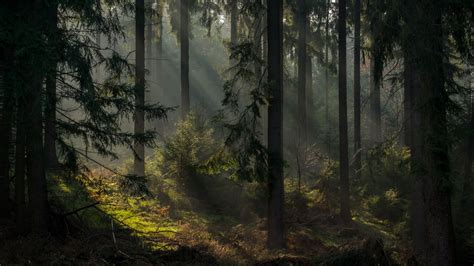 Misty Forest By Max Friedrich 500px Misty Forest Forest Mystical