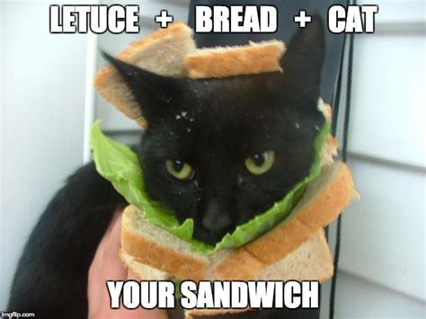 Image Tagged In Sandwich Cat Imgflip