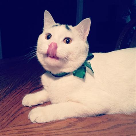 Cat With Eyebrows Meet Sam Instagrams New Browed Feline Sensation Photos
