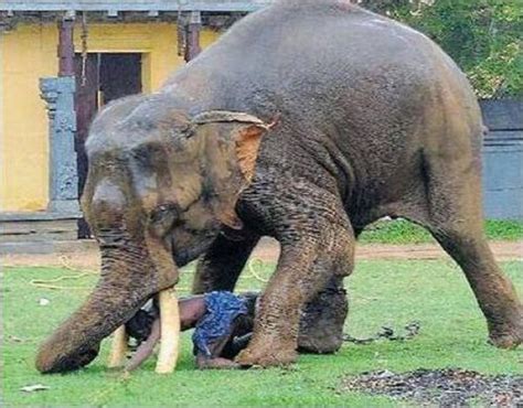 'Great Escape' - mahout's miracle escape - 06 Pics+Video | Curious