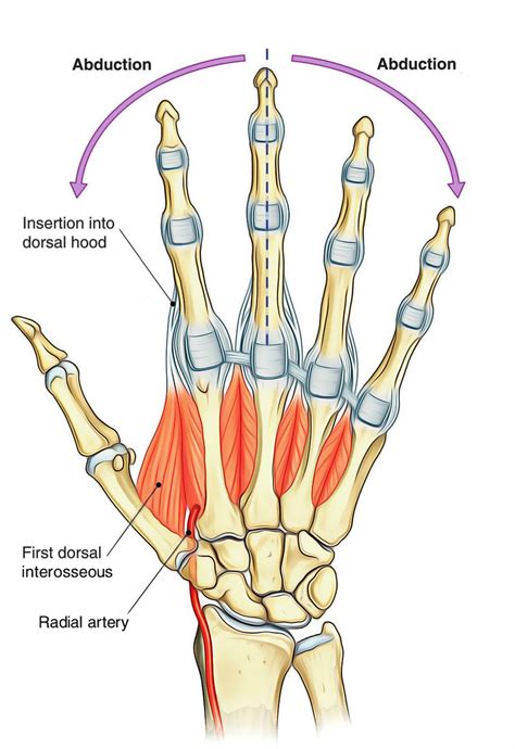 Dorsal Interossei Hand And Foot Earths Lab