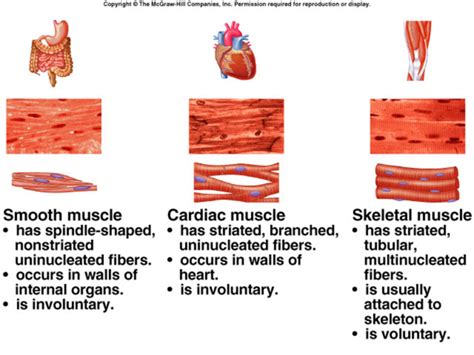 The 4 Basic Types Of Tissue In The Human Body Lorecentral