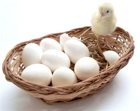 Baby Chicks And Eggs Free Photo Download Freeimages