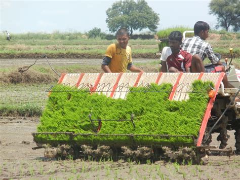 This rice produce is then sent to different nations by leading exporters of food grains from india, like fazlani exports. Growing rice with less water: case studies from India ...