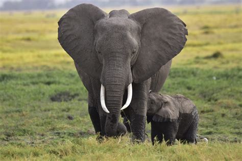 African Elephant Facts - Profile | Traits | Habitat | Tusk | Behavior - Rhino Rest
