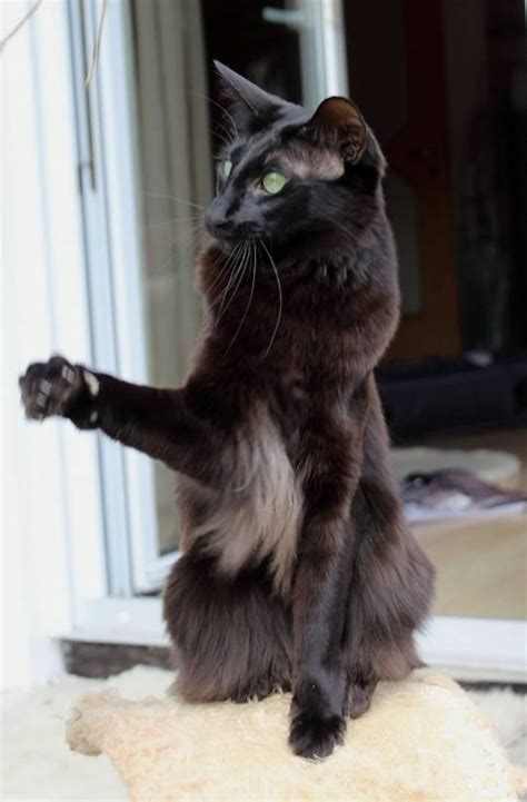 53 Top Images Oriental Longhair Cat For Sale Gccf Registered Oriental