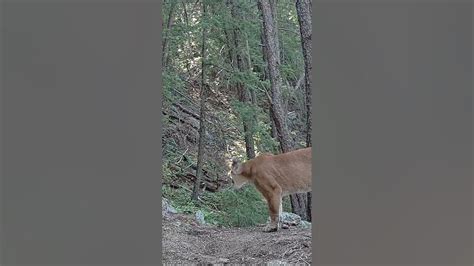 Mountain Lion Cougar Chirping Calling Cougar Sounds Spooky Sounds
