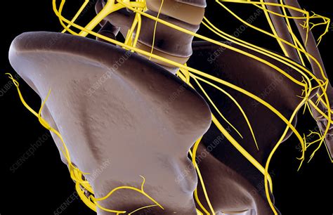 The Nerves Of The Hip Stock Image F0018385 Science Photo Library