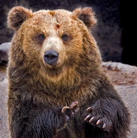 Grizzly Bear Bear Legend