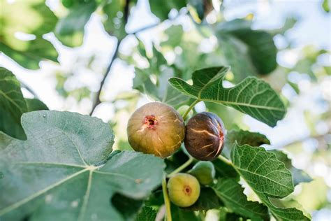 Species Of Fig Trees For Indoor And Outdoor Gardening
