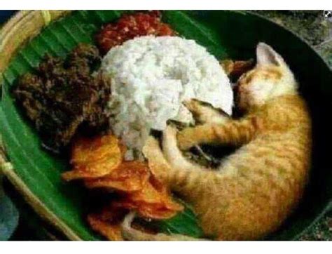 Dilarang Makan Nasi Kucing Gan Kaskus