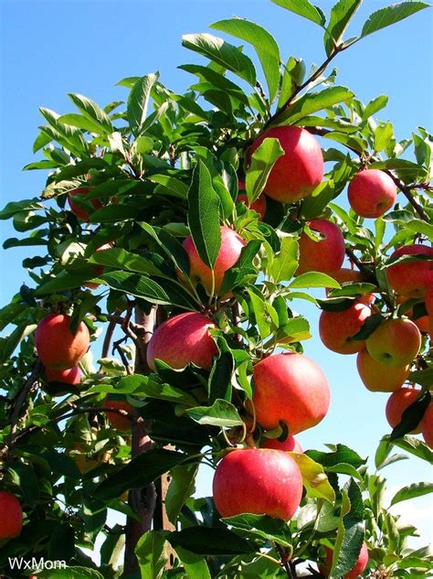 Stonefruit, citrus and apple trees. Apple Tree Fruiting - Why An Apple Tree Does Not Bear Fruit
