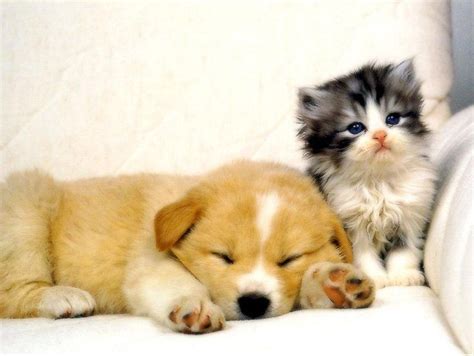 Cute Puppies And Kittens Cute Baby Animals Cute Animals