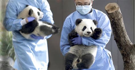 Germanys First Baby Pandas Make Public Debut Cbs Pittsburgh