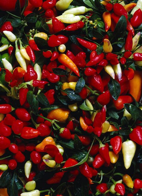 The dongrui food group co stock patterns are available in a variety of time frames for both long and short term investments. USA: Calabrian pepper is served | Italian Food Excellence