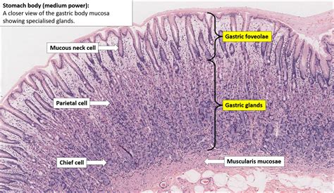 Stomach Normal Histology Nus Pathweb Nus Pathweb