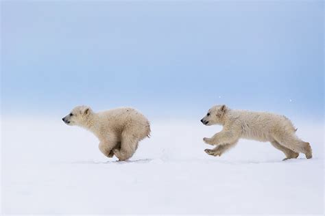 Hd00:27polar bear sow and cub on the sea ice in polar bear pass north off baffin island in nunavut, canada. Polar Bear Cubs In The Middle Of A Chase | Bored Panda