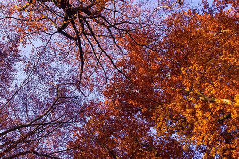 Hd Wallpaper Autumn Tree Leaves Aesthetic Golden Autumn Fall