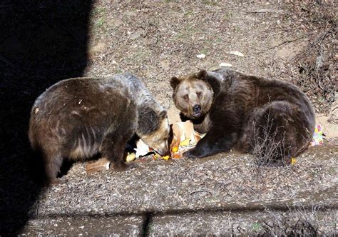 Medveďom Sa V Košickej Zoo Darí Maťa A Kubo Oslavujú 25 Výročie