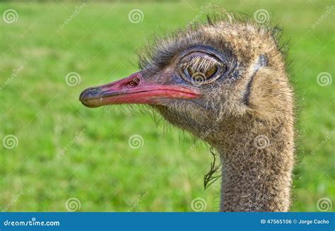 Close Up Of An Ostrich Stock Photo Image Of Exotic Animal 47565106