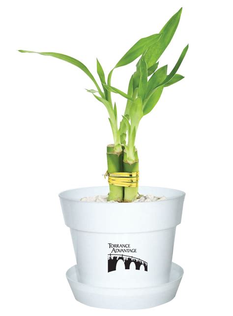 Bamboo in a pot will generally stay very well contained, without the rhizome roots getting into your vegetable patch or wrapping around underground things like irrigation pipes and utility lines. Lucky Bamboo In Plastic Pot - 3 Shoot,China Wholesale ...