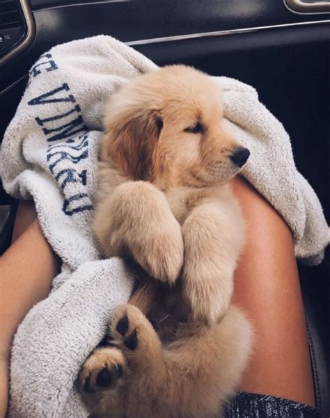 Retriever Puppy Aesthetic And Puppy Image 6746891 On
