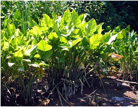 Maybe you would like to learn more about one of these? Arrow Arum or Peltandra Virginica Bog Plant | Arizona ...