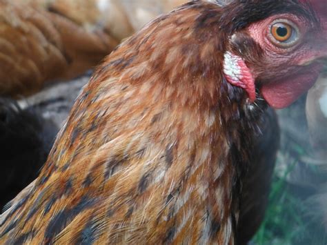 White Spot On Earlobe Backyard Chickens Learn How To Raise Chickens