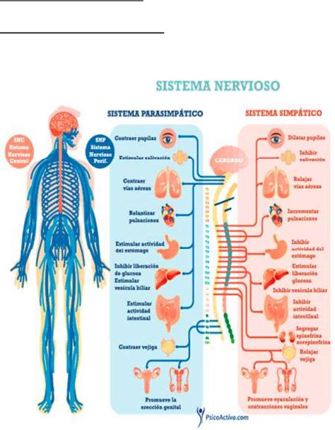 Trabajo Practico Sistema Nervioso Morfofisiologia Enfermeria Unc