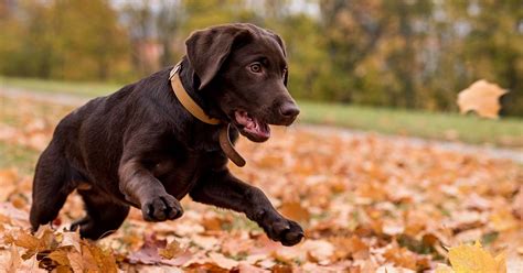 How to make a dog less aggressive. Dog Calming: How To Calm Down A Dog And Make Your Lab Less ...