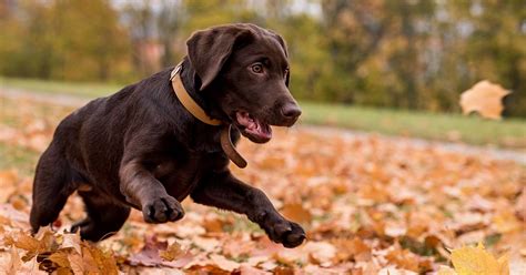 We did not find results for: Dog Calming: How To Calm Down A Dog And Make Your Lab Less Excited