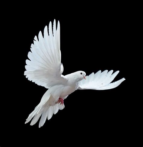 They have had more opportunities for mutations to build up. what animal represents hope - Google Search | White doves ...