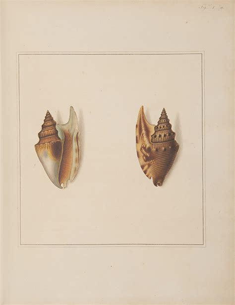 The Universal Conchologist Exhibiting The Figure Of Every Known Shell