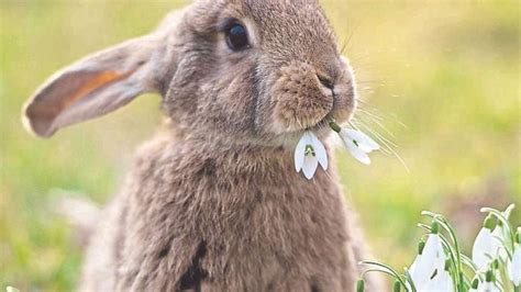Von Hasen Und Kaninchen Wer Sitzt Da Wirklich In Deinem Osternest Welt