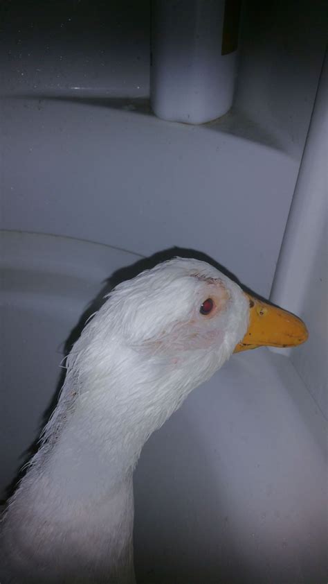 Pekin Duck Illness Injury Backyard Chickens Learn How To Raise