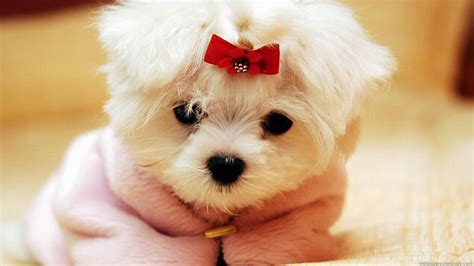 Fluffy Dog Wallpapers Top Free Fluffy Dog Backgrounds Wallpaperaccess