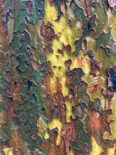 This Tree Bark Has Interesting Camo Texture Rpics