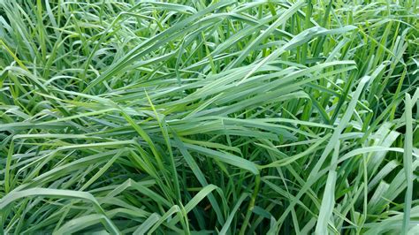 Cool Season Grasses — Cisco Farm Seed