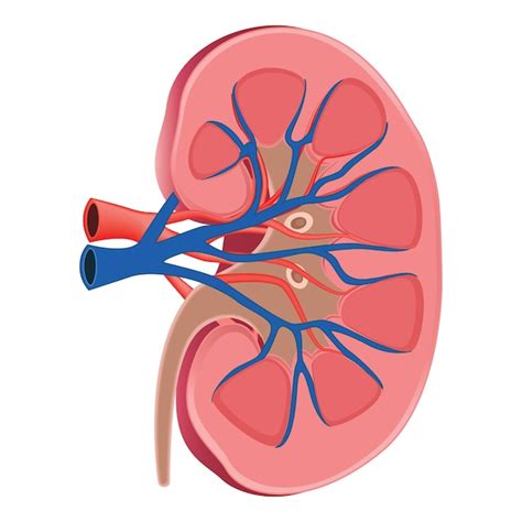 Premium Vector Human Kidney Anatomy Diagram