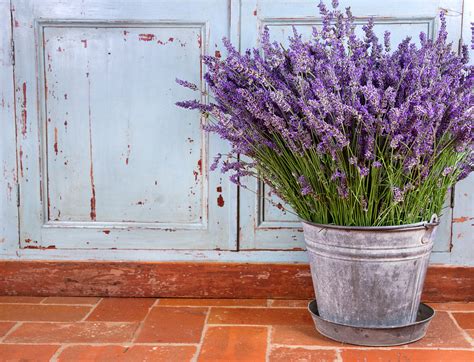 Lavendel Im Topf Tipps Zur Kultivierung