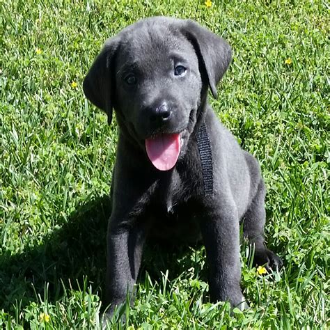 Labrador retrievers are the most popular breed in the united states and the united kingdom. AKC Silver Charcoal Lab Puppies for sale in Southern ...