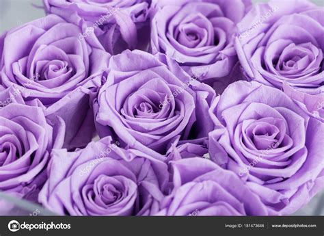 Aesthetic features usually seen in big budget websites can now be seen on your blog. Lila Rosen Budslilac Rosen Knospen Frühjahr Frühling — Stockfoto © yakovlevadaria #181473646