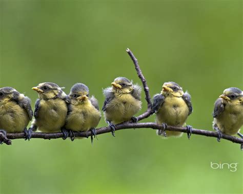 Free Download Bing Birds Awesome Desktop Hd Wallpaper 1920x1200 For