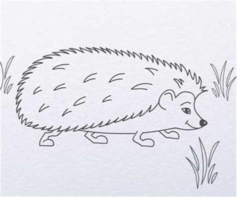 Hedgehog Drawing Easy Cute Step By Step Shadow And Simple