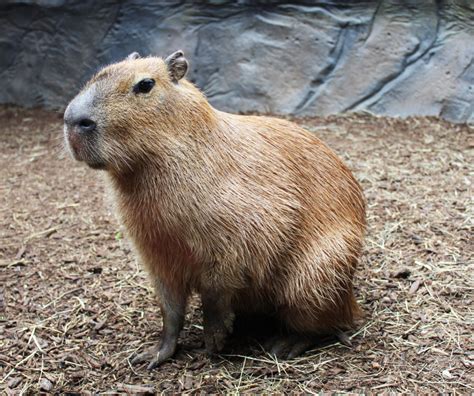 Capybara Animal World And Snake Farm