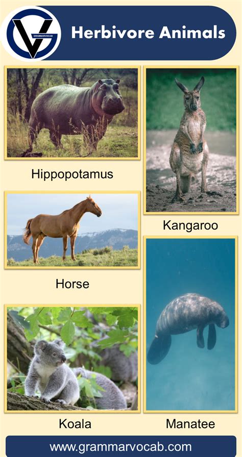 List Of Herbivore Animals Names Pictures Grammarvocab