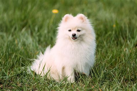 Top 118 Short Haired Pomeranian For Sale Polarrunningexpeditions